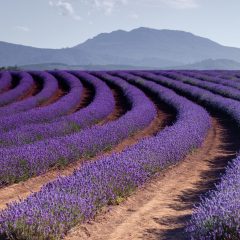 Bridestowe Lavender Estate, Nabowla TAS